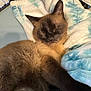 animal, blanket, cat, closeup, comfort, cozy, cute, domestic_animal, fur, furry, indoor, mammal, paw, pet, relaxed, resting, siamese_cat, sleepy, soft_texture, whiskers