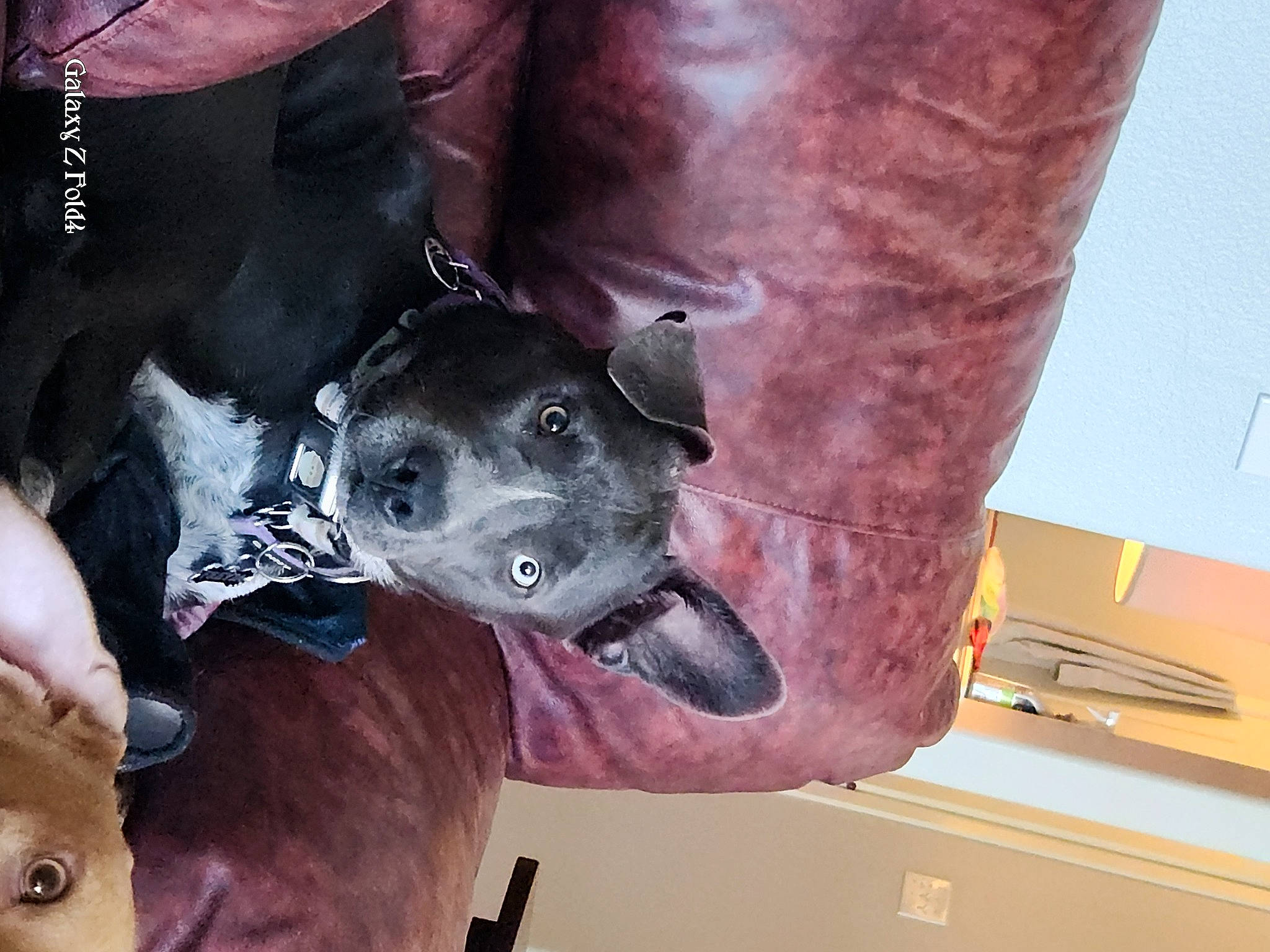 Freyja joined the competition — help win amazing prizes! canidae, carnivore, collar, comfort, companion_dog, dog, dog_breed, dog_collar, fawn, fur, guard_dog, non_sporting_group, personal_protective_equipment, snout, sporting_group, working_animal