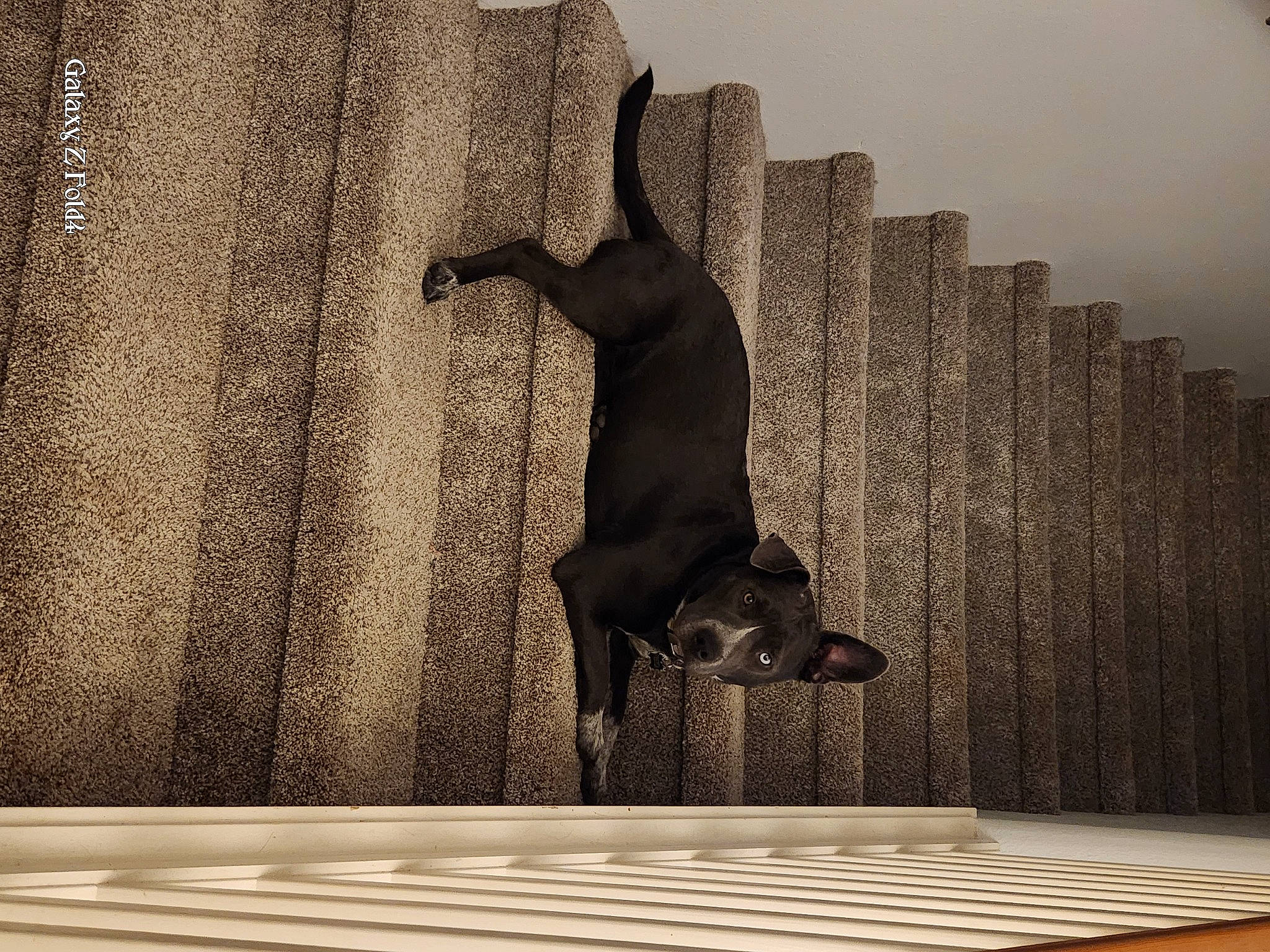 Freyja is registered to the contest to win money with this photo: art, black, comfort, design, floor, flooring, grey, hardwood, line, monochrome, monochrome_photography, room, shadow, stairs, stock_photography, tints_and_shades, visual_arts, wall, window, wood