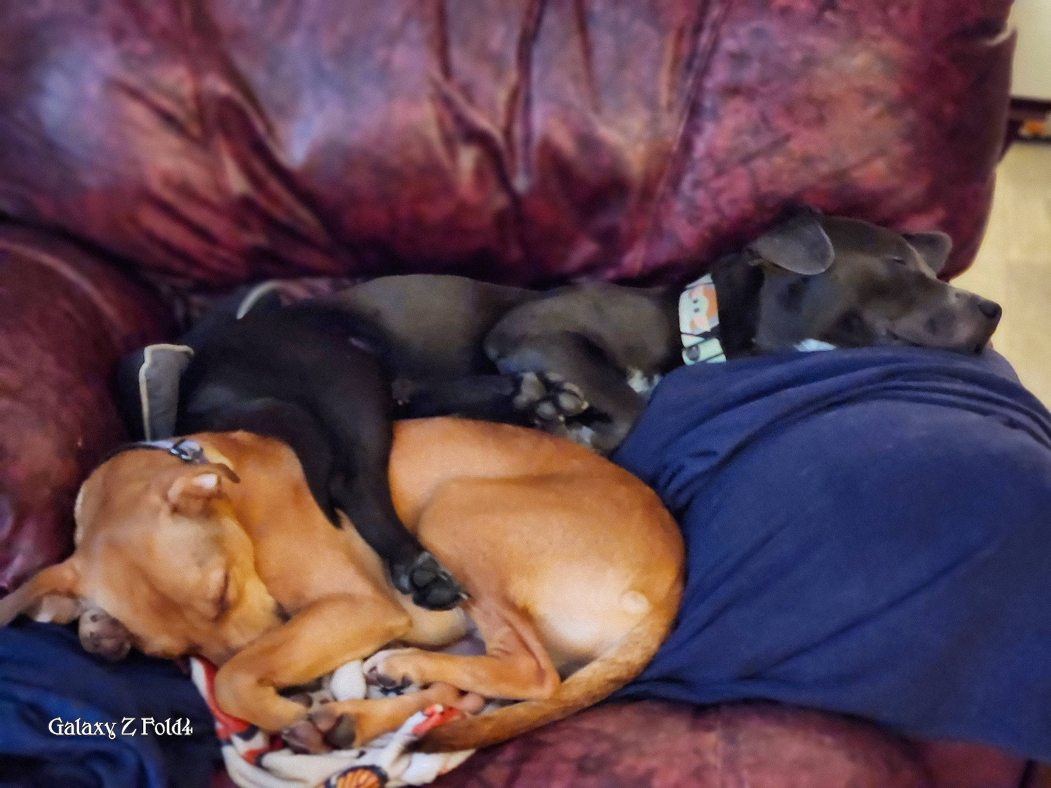 Kitsune Freyja joined the competition — help win amazing prizes! abdomen, art, barechested, canidae, carnivore, comfort, companion_dog, couch, dog, dog_breed, fawn, fur, guard_dog, linens, nap, non_sporting_group, sleep, sporting_group, toy_dog