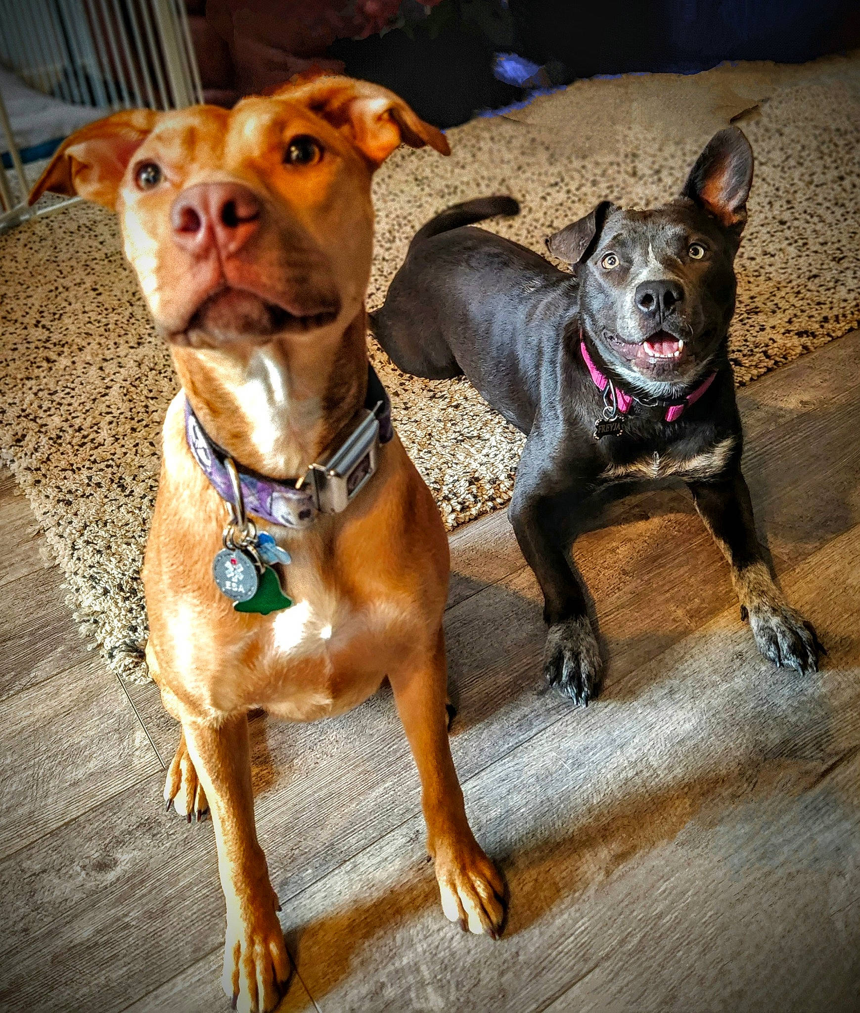 Kitsune Freyja is registered to the contest to win money with this photo: canidae, carnivore, collar, companion_dog, dog, dog_breed, dog_collar, dog_supply, fawn, fur, leash, liver, pet_supply, russkiy_toy, snout, sporting_group, toy_dog, whiskers, working_animal, working_dog