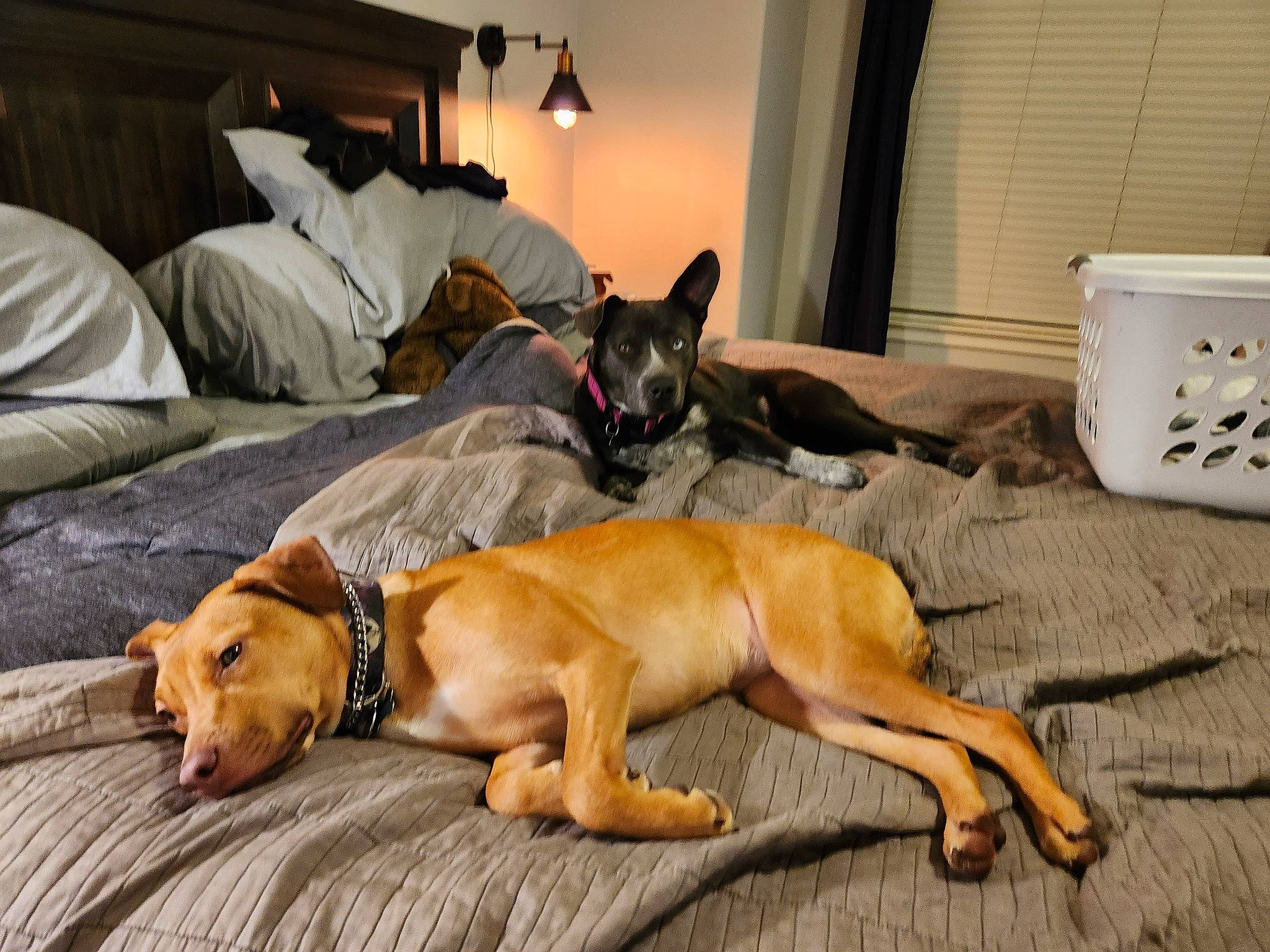 Kitsune Freyja is registered to the contest to win money with this photo: carnivore, comfort, companion_dog, couch, dog, dog_breed, dog_supply, fawn, flooring, guard_dog, hardwood, lamp, linens, living_room, paw, room, snout, tail, wood, working_animal