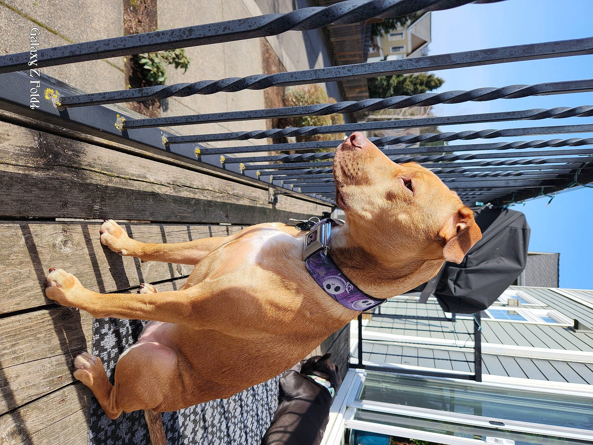 Kitsune is registered to the contest to win money with this photo: art, canidae, carnivore, collar, companion_dog, dog, dog_breed, dog_collar, fawn, human_leg, liver, metal, pet_supply, sky, snout, sporting_group, sunglasses, tail, wood, working_animal