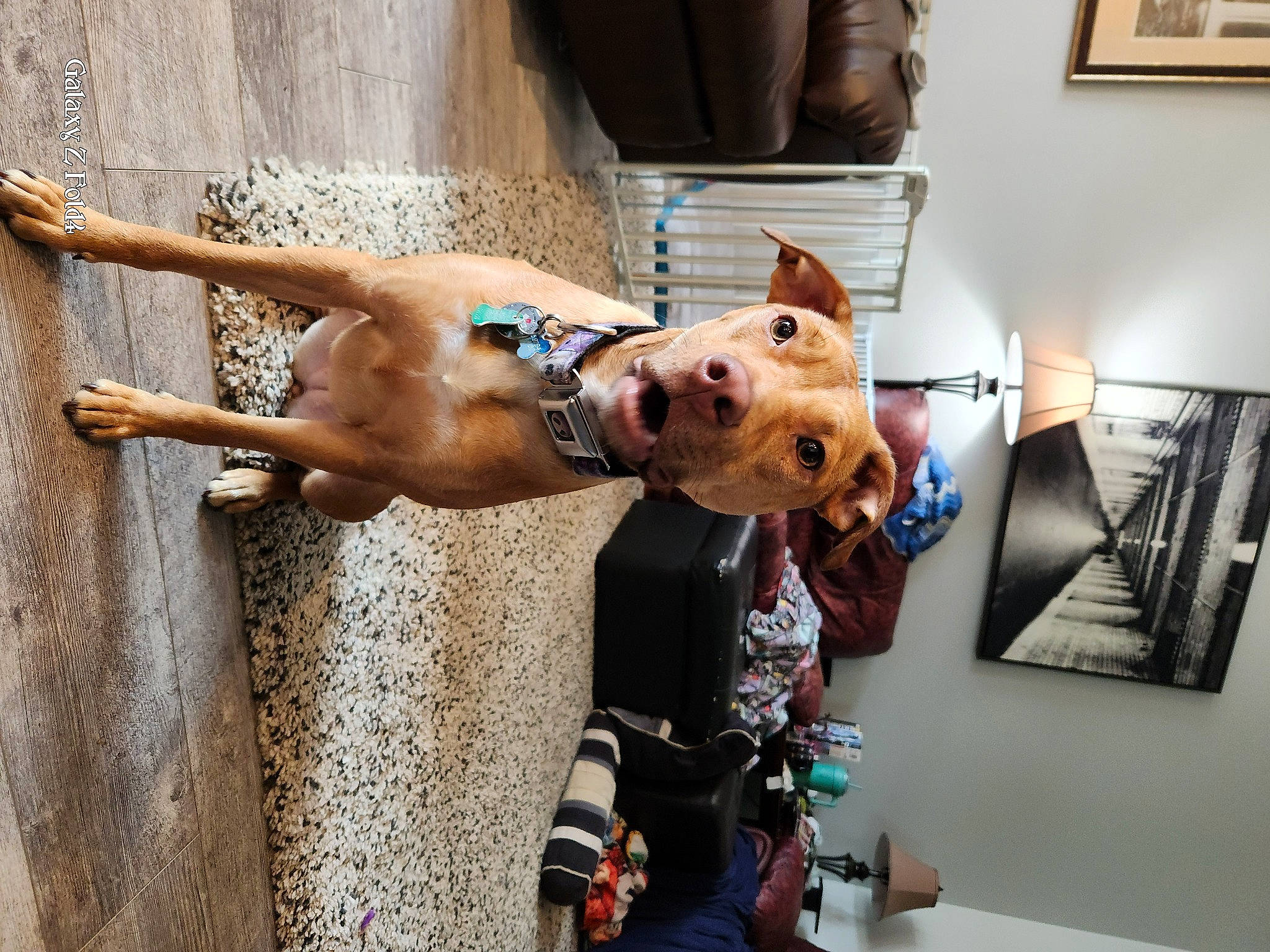 Kitsune is registered to the contest to win money with this photo: abdomen, art, barechested, carnivore, chest, companion_dog, dog, dog_breed, event, eyewear, fawn, fun, human_leg, leash, picture_frame, selfie, sporting_group, trunk, visual_arts, working_animal