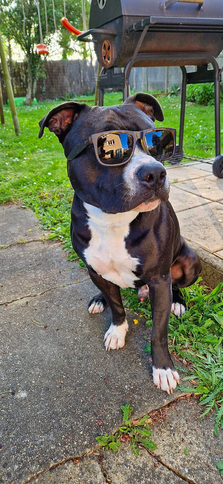 Spike a rejoint le concours — aidez-le/la à gagner de superbes lots ! art, boston_terrier, bulldog, canidae, carnivore, collar, companion_dog, dog, dog_breed, dog_collar, fawn, grass, molosser, non_sporting_group, plant, sporting_group, tree, whiskers, working_animal, working_dog