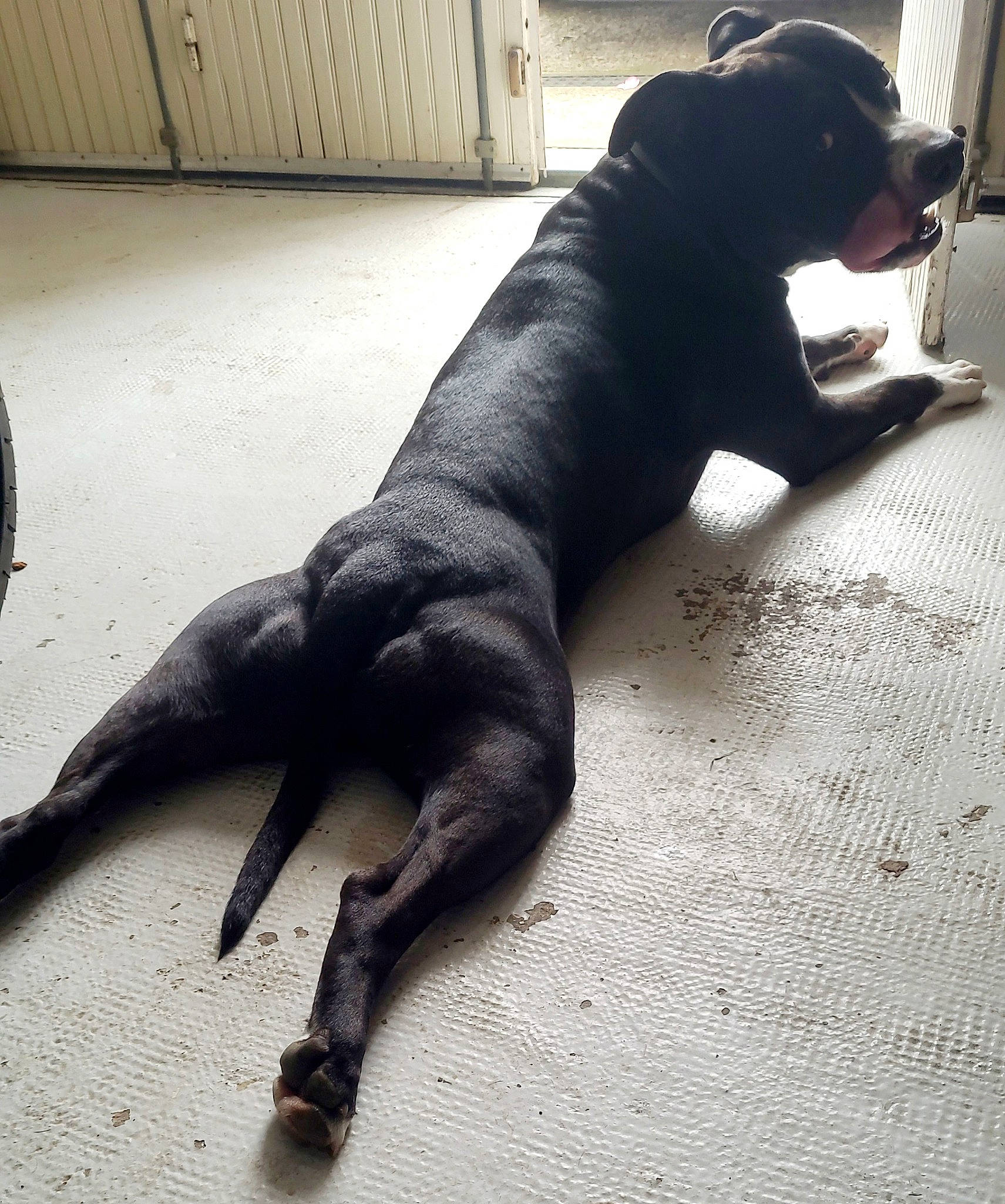 Spike participe au concours pour gagner de l'argent avec cette photo : canidae, carnivore, comfort, companion_dog, dog, dog_breed, fawn, flooring, fur, grey, guard_dog, human_leg, non_sporting_group, snout, sporting_group, tail, terrestrial_animal, whiskers, wood, working_animal