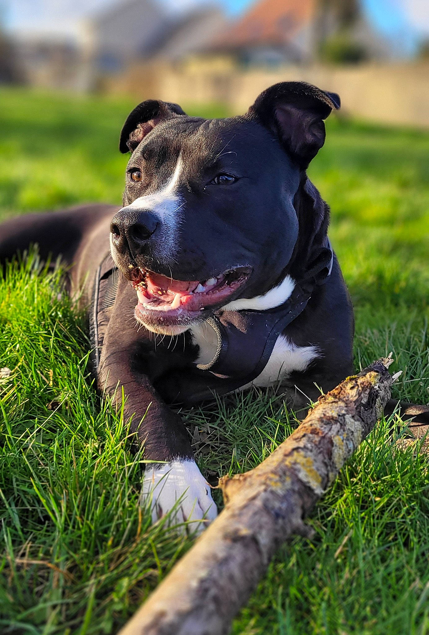 Spike participe au concours pour gagner de l'argent avec cette photo : adventure, australian_cattle_dog, canidae, carnivore, collar, companion_dog, dog, dog_breed, dog_collar, fawn, grass, grassland, guard_dog, happy, plant, snout, terrestrial_animal, whiskers, working_animal, working_dog