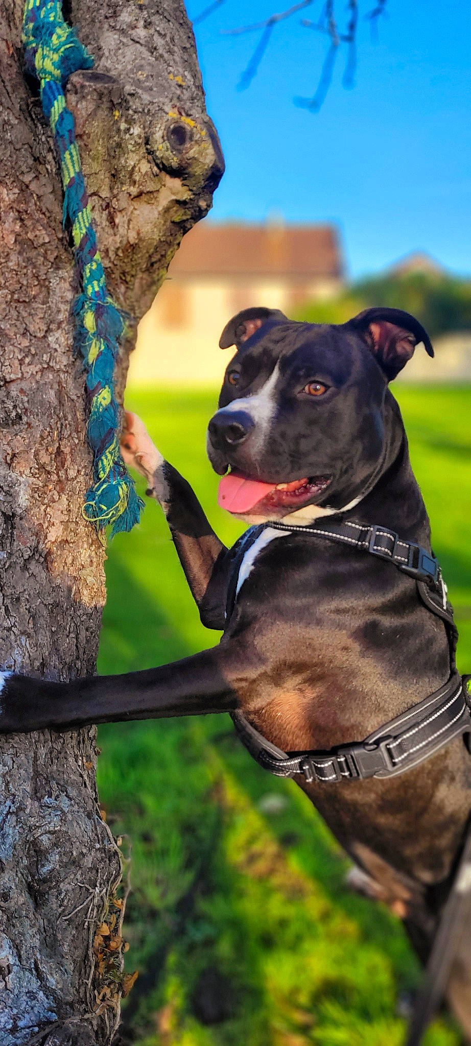 Spike a rejoint le concours — aidez-le/la à gagner de superbes lots ! carnivore, collar, companion_dog, dog, dog_breed, dog_collar, dog_supply, fashion_accessory, fawn, grass, green, leash, pet_supply, plant, recreation, sky, snout, tree, trunk, working_animal