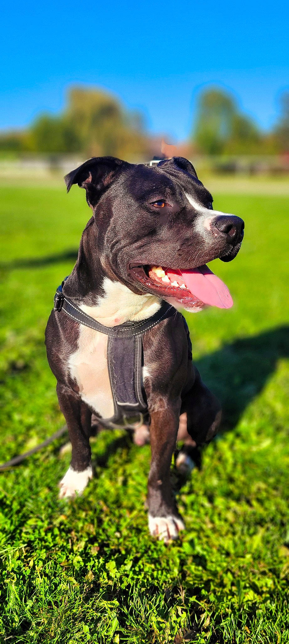 Spike participe au concours pour gagner de l'argent avec cette photo : canidae, carnivore, collar, companion_dog, dog, dog_breed, dog_collar, dog_supply, fashion_accessory, fawn, grass, leash, pet_supply, plant, sky, snout, sporting_group, whiskers, working_animal, working_dog