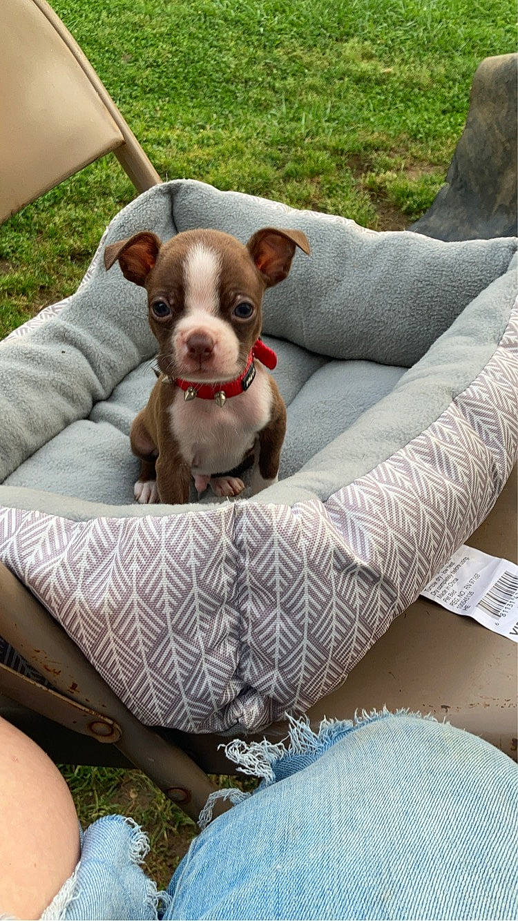 Dexter joined the competition — help win amazing prizes! boston_terrier, bulldog, canidae, carnivore, collar, comfort, companion_dog, couch, dog, dog_breed, dog_collar, dog_supply, fawn, linens, liver, outdoor_furniture, pattern, pet_supply, toy_dog, working_animal