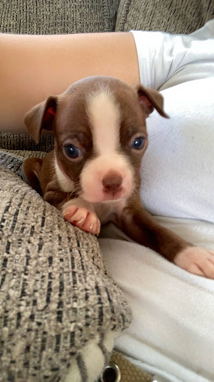 Dexter joined the competition — help win amazing prizes! boston_terrier, canidae, carnivore, comfort, companion_dog, dog, dog_breed, ear, fawn, fur, linens, non_sporting_group, puppy, puppy_love, snout, sporting_group, terrestrial_animal, toy_dog, whiskers, working_animal