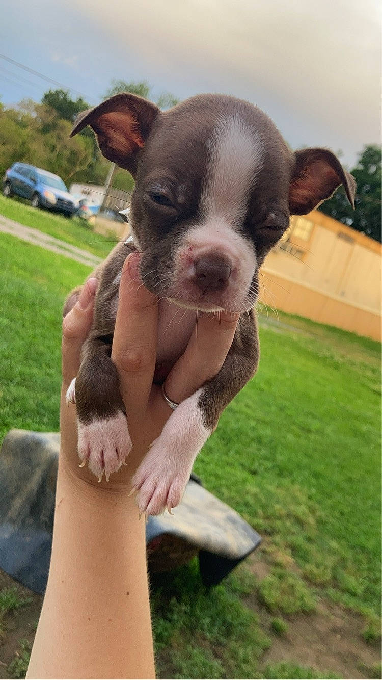Dexter is registered to the contest to win money with this photo: boston_terrier, carnivore, cloud, companion_dog, dog, dog_breed, fawn, foot, gesture, grass, human_leg, plant, sky, snout, sporting_group, summer, thigh, wheel, whiskers, working_animal