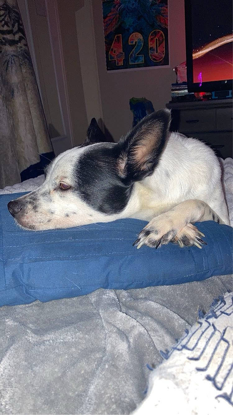 Barbie joined the competition — help win amazing prizes! canidae, carnivore, comfort, companion_dog, curtain, dog, dog_breed, ear, fawn, fur, human_leg, paw, picture_frame, snout, sporting_group, tail, terrestrial_animal, vertebrate, whiskers, working_animal