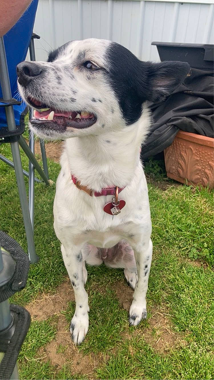 Barbie joined the competition — help win amazing prizes! canidae, carnivore, collar, companion_dog, dog, dog_breed, dog_collar, dog_supply, fang, fashion_accessory, fur, grass, leash, non_sporting_group, pet_supply, snout, sporting_group, whiskers, working_animal, working_dog