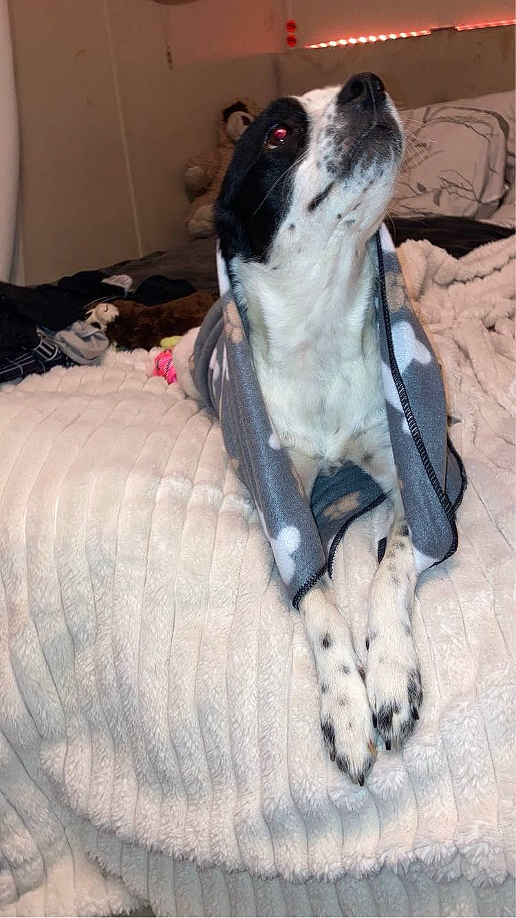 Barbie joined the competition — help win amazing prizes! canidae, carnivore, collar, comfort, companion_dog, couch, dog, dog_bed, dog_breed, dog_supply, fawn, fur, linens, non_sporting_group, paw, spaniel, sporting_group, tail, toy_dog, whiskers