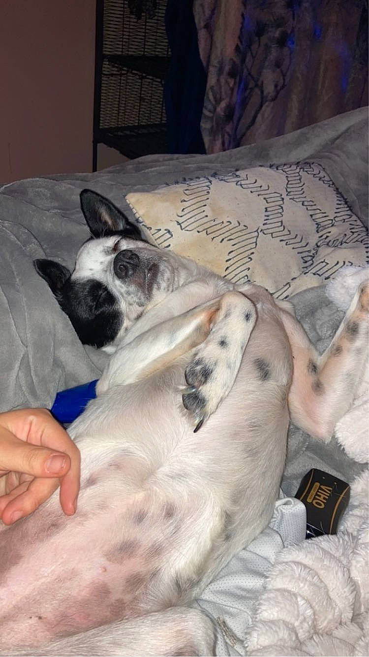 Barbie joined the competition — help win amazing prizes! bedding, blanket, canidae, carnivore, comfort, companion_dog, couch, dog, dog_breed, fawn, fur, linens, nap, non_sporting_group, snout, sporting_group, terrestrial_animal, toy_dog, whiskers, working_animal