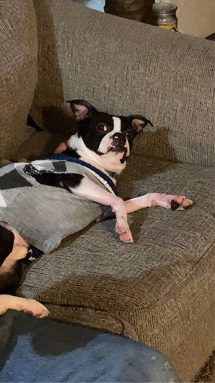 Macaroni is registered to the contest to win money with this photo: boston_terrier, bulldog, canidae, carnivore, comfort, companion_dog, dog, dog_breed, fawn, flooring, fur, hardwood, human_leg, linens, snout, sporting_group, toy_dog, whiskers, wood, working_animal