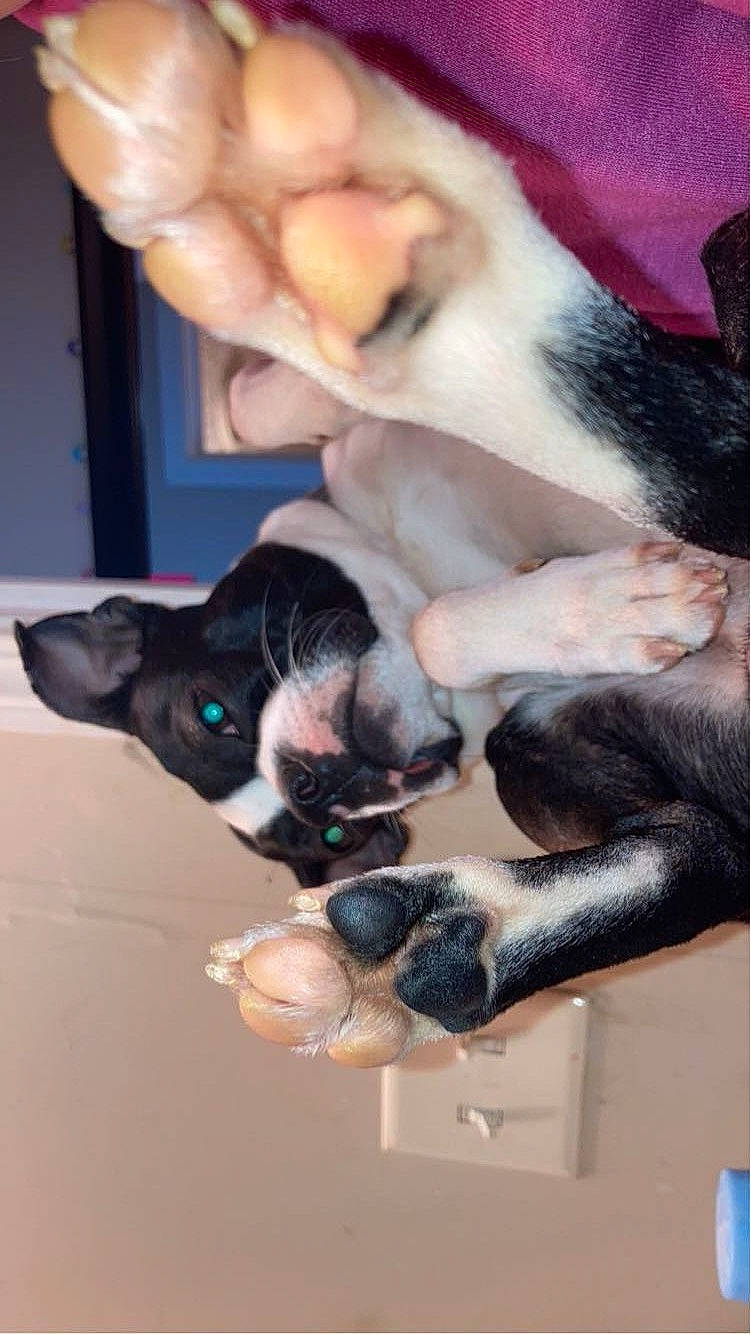 Macaroni joined the competition — help win amazing prizes! boston_terrier, canidae, carnivore, cat, collar, comfort, companion_dog, dog, dog_breed, fawn, felidae, fur, nap, non_sporting_group, paw, small_to_medium_sized_cats, snout, sporting_group, tail, whiskers