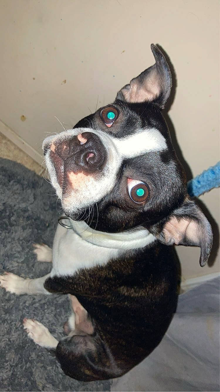 Macaroni is registered to the contest to win money with this photo: art, boston_terrier, canidae, carnivore, collar, companion_dog, dog, dog_breed, dog_collar, ear, fawn, fur, non_sporting_group, paw, sporting_group, tail, whiskers, working_animal
