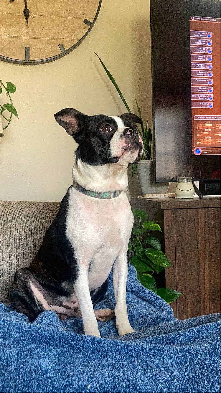 Macaroni joined the competition — help win amazing prizes! boston_terrier, bulldog, canidae, carnivore, collar, comfort, companion_dog, computer_monitor, dog, dog_breed, dog_collar, fawn, houseplant, non_sporting_group, plant, snout, sporting_group, tail, tie, working_animal