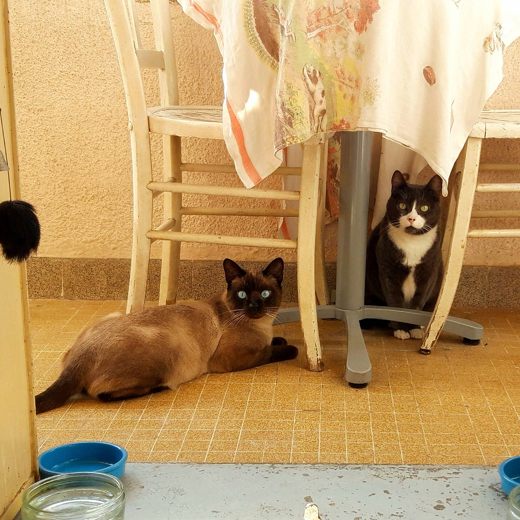 Totoro a rejoint le concours — aidez-le/la à gagner de superbes lots ! carnivore, cat, chair, comfort, domestic_short_haired_cat, fawn, felidae, floor, flooring, fur, grey, hardwood, interior_design, pet_supply, siamese, small_to_medium_sized_cats, tail, whiskers, window, wood