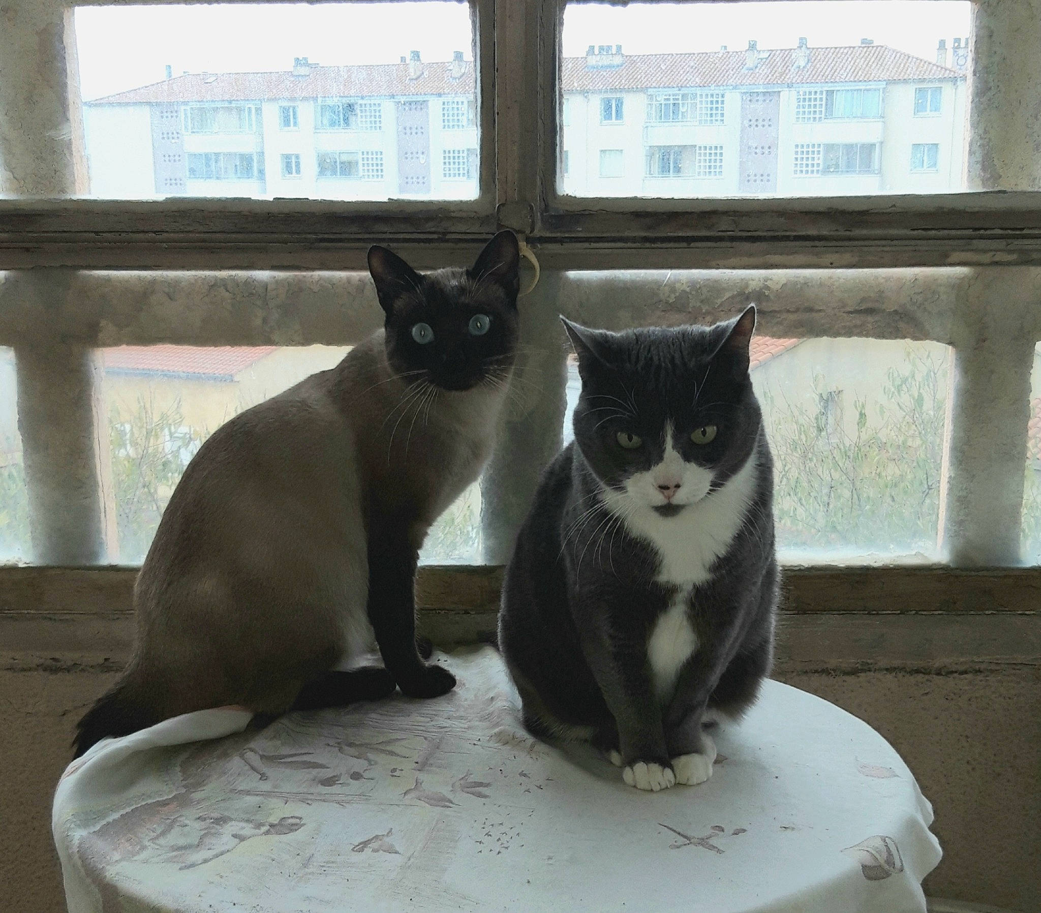 Totoro participe au concours pour gagner de l'argent avec cette photo : carnivore, cat, composite_material, domestic_short_haired_cat, felidae, fixture, fur, grey, siamese, sitting, small_to_medium_sized_cats, snout, tail, terrestrial_animal, whiskers, window