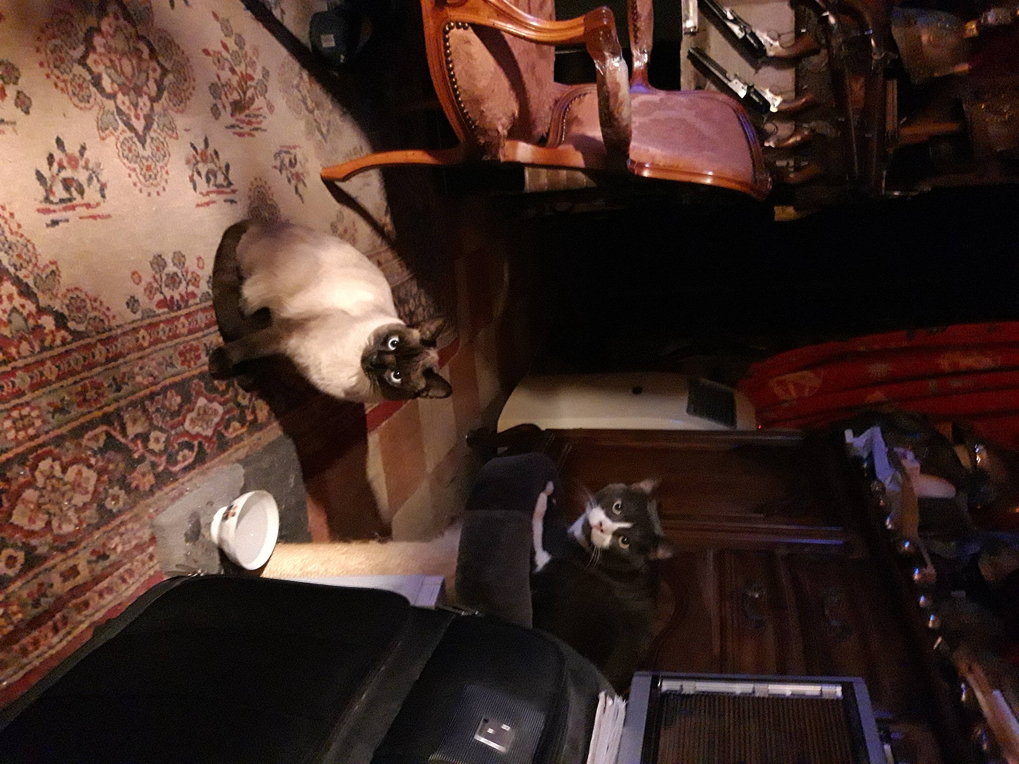 Totoro participe au concours pour gagner de l'argent avec cette photo : auto_part, automotive_design, brown, carmine, cat, comfort, companion_dog, darkness, felidae, fur, hardwood, metal, musical_instrument, musical_instrument_accessory, room, small_to_medium_sized_cats, whiskers, wood