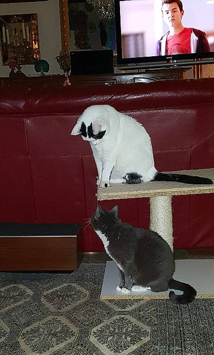 Enzo participe au concours pour gagner de l'argent avec cette photo : carnivore, cat, companion_dog, couch, dog, dog_breed, domestic_short_haired_cat, felidae, floor, flooring, fur, light, room, small_to_medium_sized_cats, snapshot, snout, tail, whiskers, white, wood