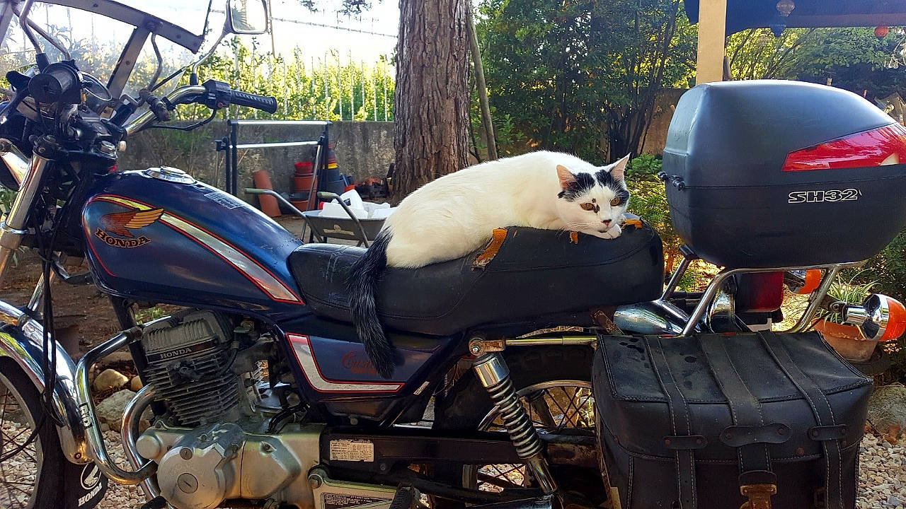 Enzo a rejoint le concours — aidez-le/la à gagner de superbes lots ! automotive_design, automotive_exhaust, automotive_exterior, automotive_lighting, automotive_mirror, automotive_tire, carnivore, cat, fender, fuel_tank, gas, headlamp, hood, mode_of_transport, motor_vehicle, motorcycle, tire, tree, vehicle, wheel