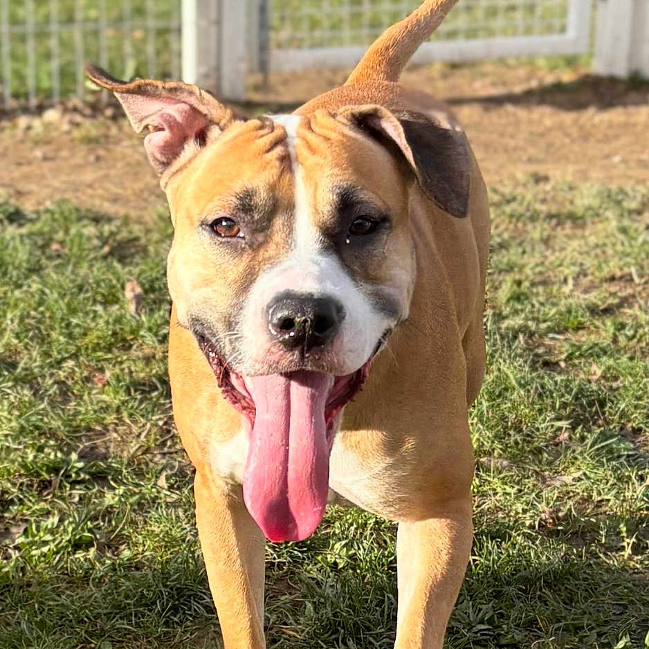 Vanille participe au concours pour gagner de l'argent avec cette photo : animal, brown, canine, closeup, daytime, dog, ears, fence, grass, happy, muzzle, nature, outdoor, pet, playful, running, sunlight, tail, tongue, white