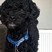 Teddy is registered to the contest to win money with this photo: dog, pet, black_fur, curly_fur, collar, tag, indoor, close_up, animal, mammal, cute, companion, domestic_animal, fur, face, ears, nose, whiskers, sitting, background