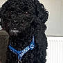 dog, pet, black_fur, curly_fur, collar, tag, indoor, close_up, animal, mammal, cute, companion, domestic_animal, fur, face, ears, nose, whiskers, sitting, background