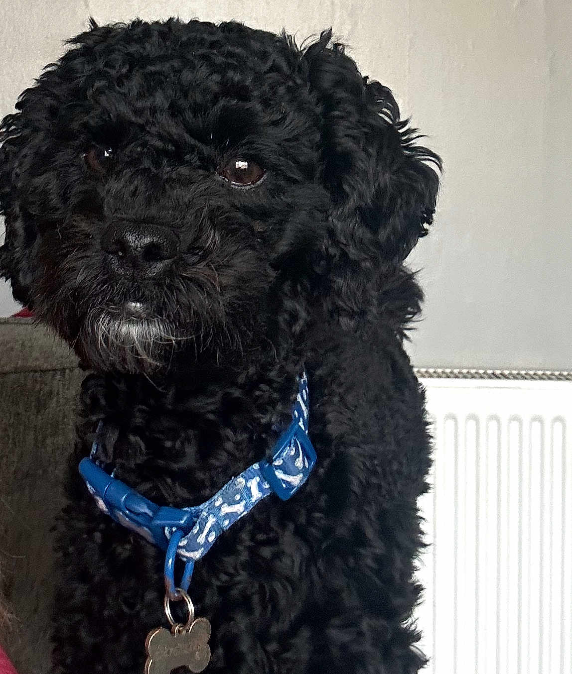 Teddy is registered to the contest to win money with this photo: dog, pet, black_fur, curly_fur, collar, tag, indoor, close_up, animal, mammal, cute, companion, domestic_animal, fur, face, ears, nose, whiskers, sitting, background