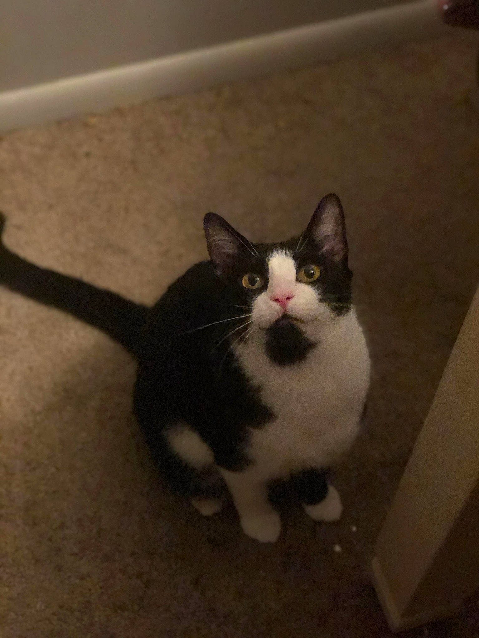 Lloyd joined the competition — help win amazing prizes! carnivore, cat, domestic_short_haired_cat, eye, felidae, flooring, foot, fur, grey, hair, head, human_body, paw, road_surface, sitting, small_to_medium_sized_cats, snout, tail, whiskers, window