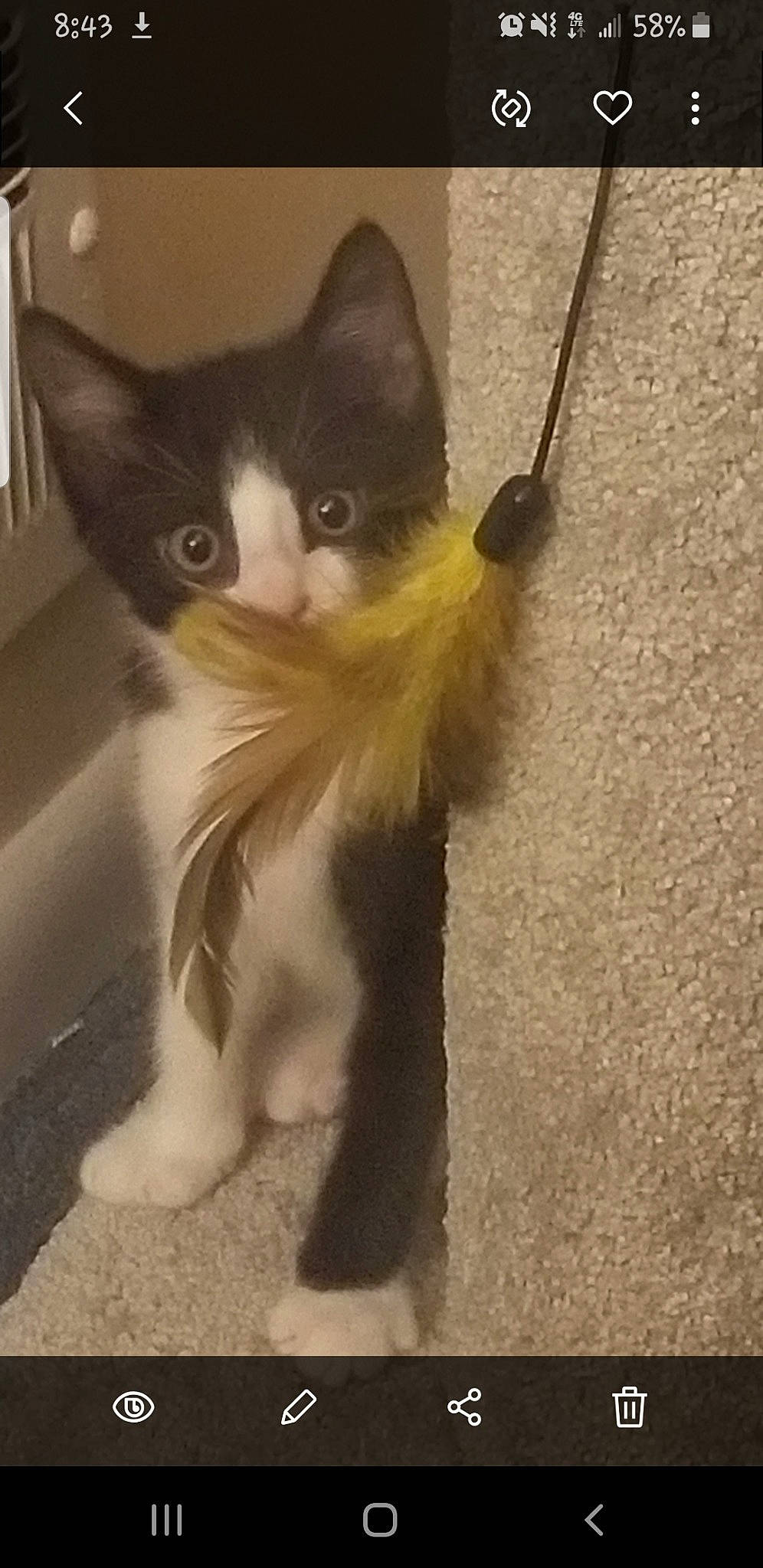 Lloyd is registered to the contest to win money with this photo: aegean_cat, carnivore, cat, domestic_long_haired_cat, domestic_short_haired_cat, fawn, felidae, kitten, mammal, norwegian_forest_cat, polydactyl_cat, small_to_medium_sized_cats, tail, whiskers