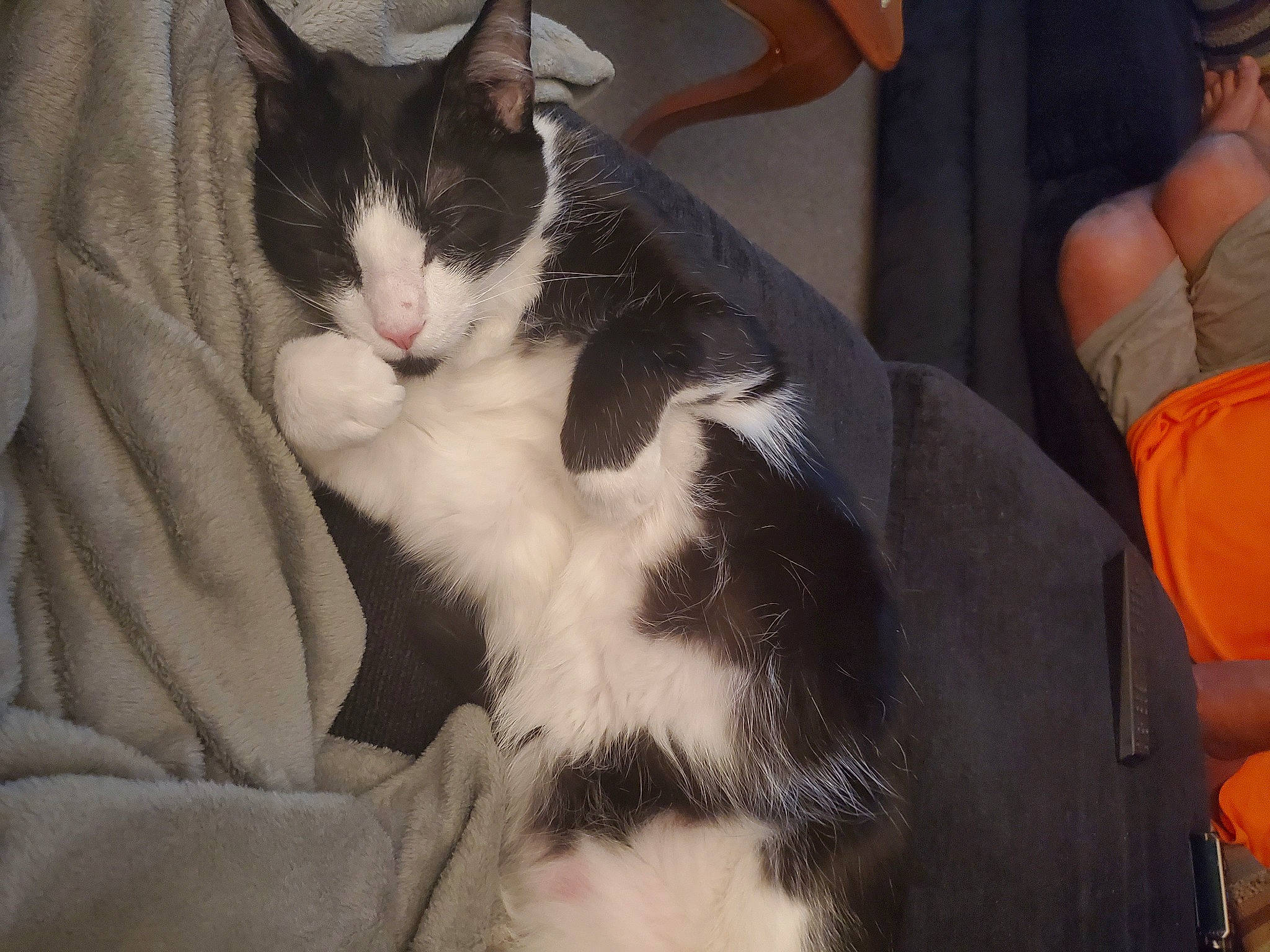 Lloyd is registered to the contest to win money with this photo: carnivore, cat, chair, comfort, domestic_short_haired_cat, felidae, foot, formal_wear, fur, human_leg, lap, mammal, paw, sitting, small_to_medium_sized_cats, snout, tail, thigh, vertebrate, whiskers