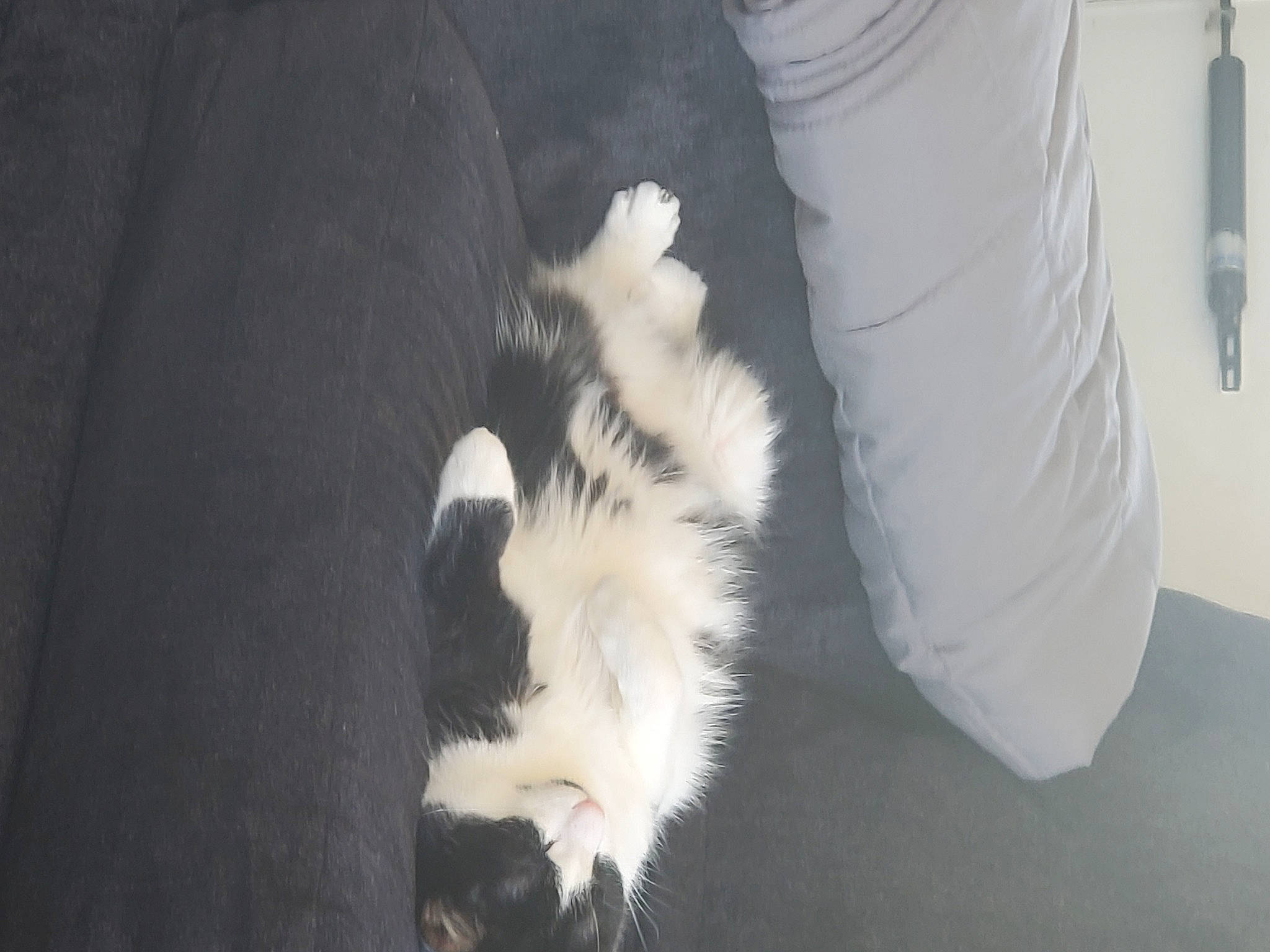 Lloyd joined the competition — help win amazing prizes! canidae, carnivore, cat, claw, comfort, companion_dog, dog_breed, domestic_short_haired_cat, felidae, foot, fur, human_leg, paw, small_to_medium_sized_cats, tail, tree, whiskers, wood