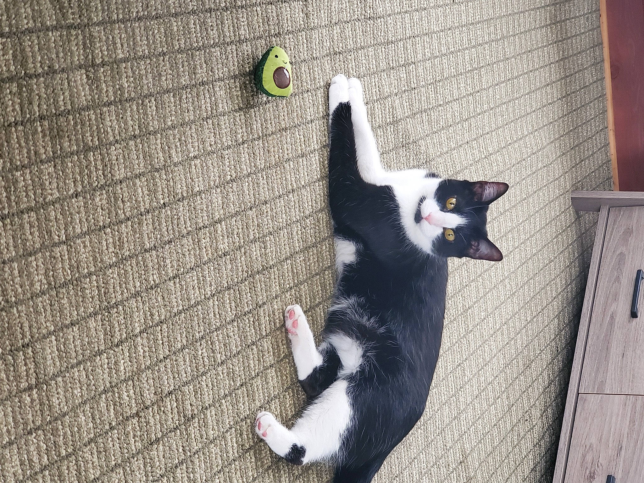 Lloyd joined the competition — help win amazing prizes! art, brick, brickwork, carnivore, cat, companion_dog, dog_breed, domestic_short_haired_cat, felidae, flooring, fur, grass, grey, road_surface, shadow, small_to_medium_sized_cats, snout, tail, tree, whiskers