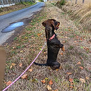 Angie participe au concours pour gagner de l'argent avec cette photo : dog, leash, grass, road, fence, sky, clouds, autumn, leaves, sidewalk, rural, outdoor, animal, pet, collar, walking, nature, daytime, field, country