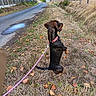 dog, leash, grass, road, fence, sky, clouds, autumn, leaves, sidewalk, rural, outdoor, animal, pet, collar, walking, nature, daytime, field, country