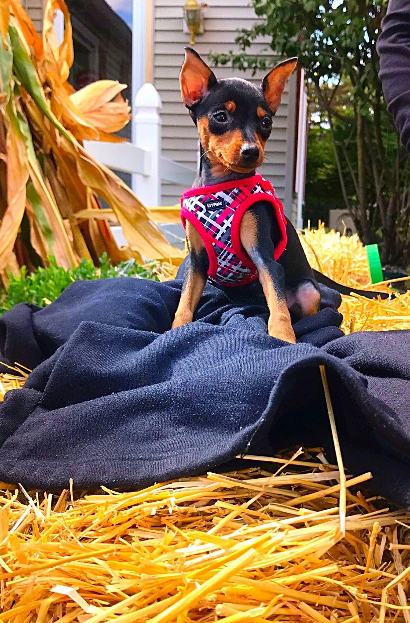 Ladyb is registered to the contest to win money with this photo: canidae, carnivore, chihuahua, companion_dog, dog, dog_breed, dog_clothes, english_toy_terrier, fawn, german_pinscher, grass, guard_dog, mammal, miniature_pinscher, pinscher, prazsky_krysarik, russkiy_toy, toy_dog, toy_fox_terrier, toy_manchester_terrier