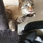 Nala a rejoint le concours — aidez-le/la à gagner de superbes lots ! cat, feline, pet, indoor, furry, whiskers, paws, tree, claw, grooming, startled, wide_eyes, fur, tabby, striped, furniture, blanket, chair, wall, closeup
