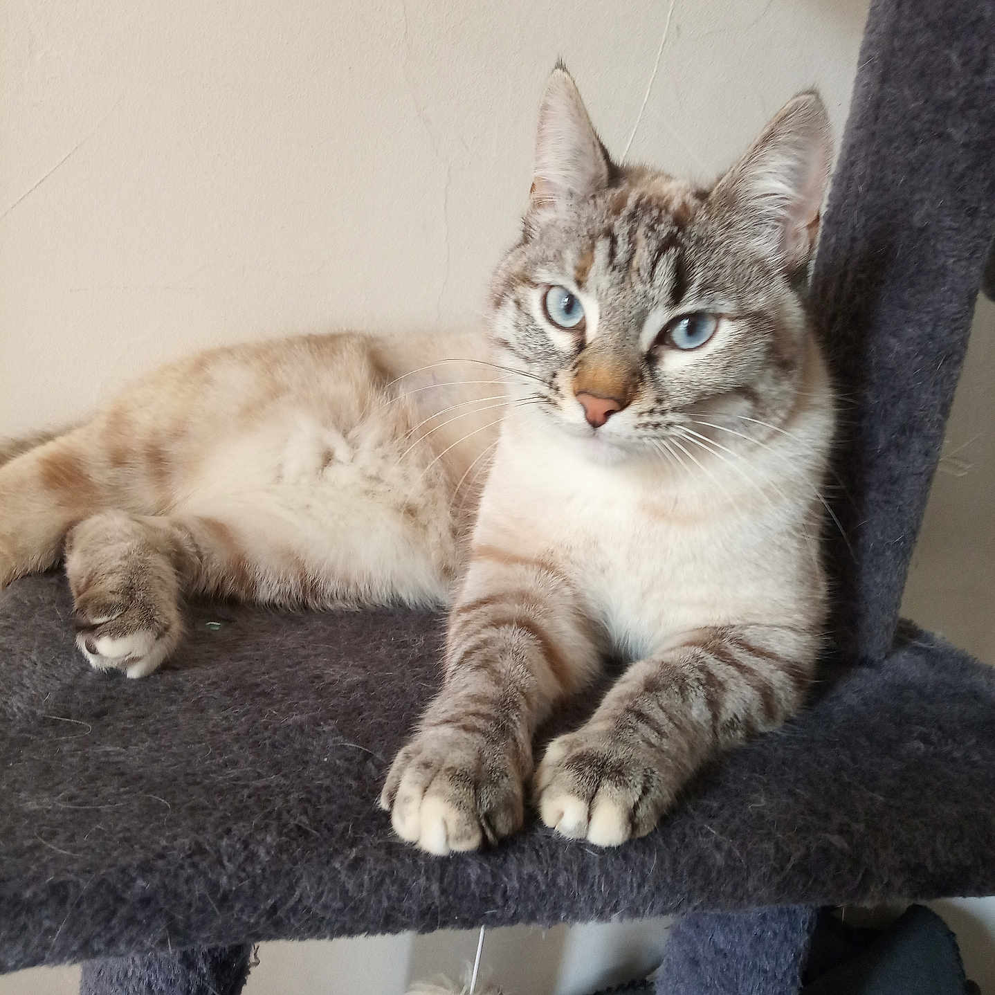 Nala participe au concours pour gagner de l'argent avec cette photo : cat, blue_eyes, feline, cat_tree, indoor, resting, gray, fur, pet, animal, whiskers, paw, toy, relaxed, domestic, cute, mammal, portrait, sitting, household