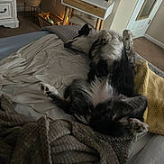 Tessa joined the competition — help win amazing prizes! bed, black_and_white, blanket, carpet, comfort, cozy, dog, door, drawer, fur, furniture, home, indoor, pillow, plant, relaxing, resting, sleeping, soft, vanity