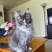 Willy is registered to the contest to win money with this photo: cat, gray_cat, white_paws, fluffy_fur, green_eyes, table, wooden_table, flowers, vase, living_room, lamp, television, furniture, indoor, pet, curious, sitting, cute, domestic_animal, cozy