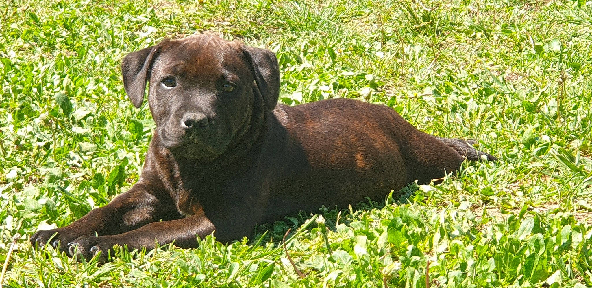 Tayrone a rejoint le concours — aidez-le/la à gagner de superbes lots ! alaunt, cane_corso, canidae, carnivore, companion_dog, dog, dog_breed, fawn, labrador_retriever, mammal, molosser, patterdale_terrier, puppy, rare_breed_dog, sporting_group, vertebrate