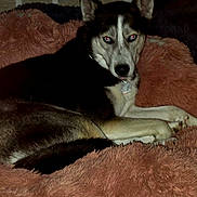 Jules joined the competition — help win amazing prizes! animal, bed, blanket, collar, comfortable, cozy, dog, domestic_animal, fluffy, fur, fur_texture, husky, indoor, looking_at_camera, lying_down, mammal, pet, red_eyes, resting, sleeping_area