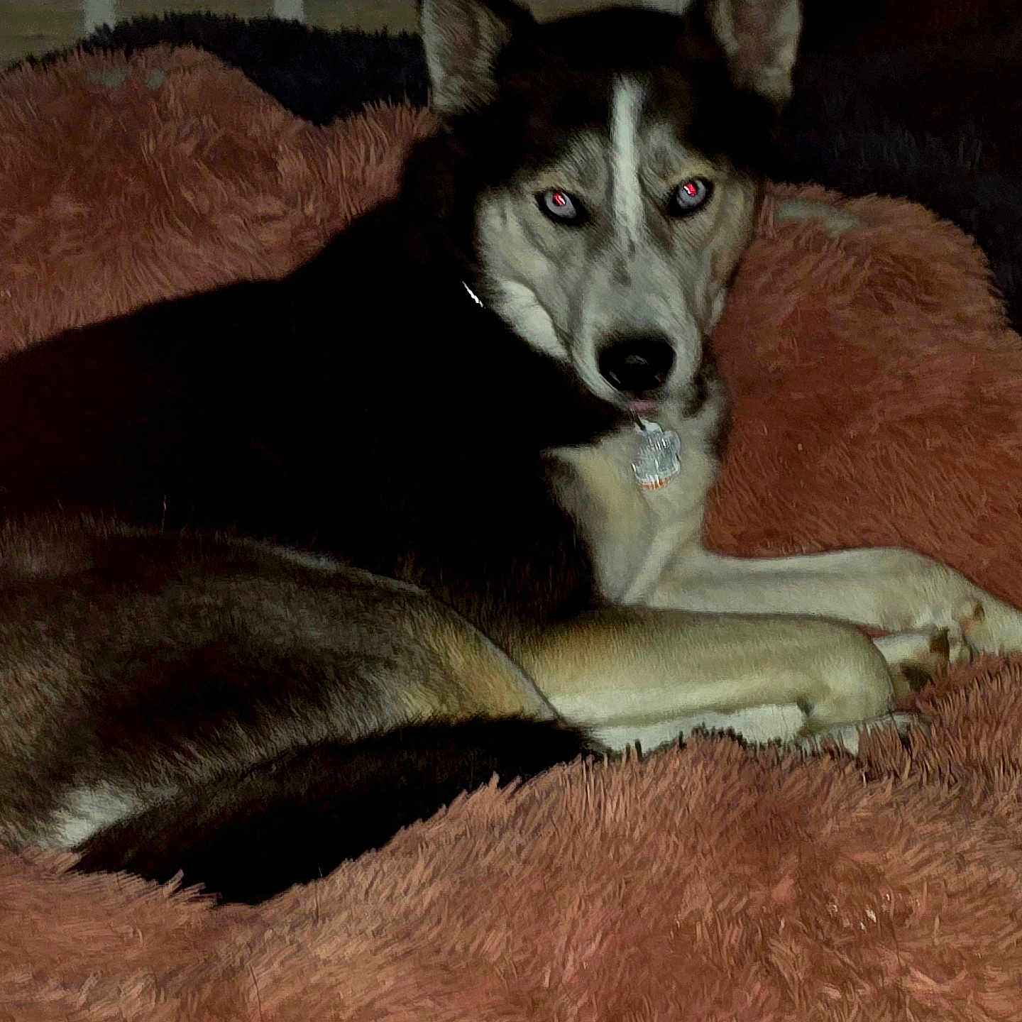 Jules joined the competition — help win amazing prizes! animal, bed, blanket, collar, comfortable, cozy, dog, domestic_animal, fluffy, fur, fur_texture, husky, indoor, looking_at_camera, lying_down, mammal, pet, red_eyes, resting, sleeping_area