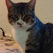 Cesar participe au concours pour gagner de l'argent avec cette photo : cat, tabby, indoor, pet, animal, feline, whiskers, ears, fur, striped, white_markings, curious, looking, sitting, bed, blanket, wall, domestic, companionship, cute