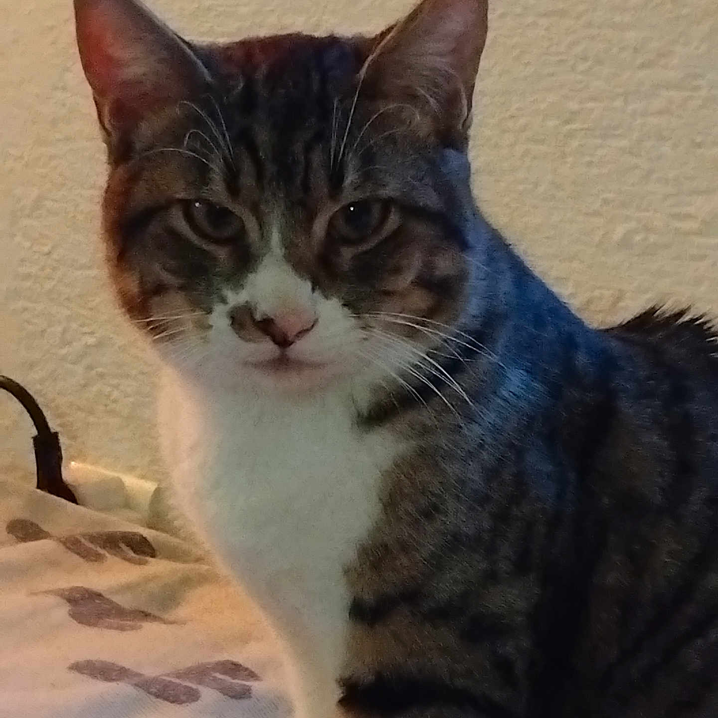 Cesar participe au concours pour gagner de l'argent avec cette photo : cat, tabby, indoor, pet, animal, feline, whiskers, ears, fur, striped, white_markings, curious, looking, sitting, bed, blanket, wall, domestic, companionship, cute